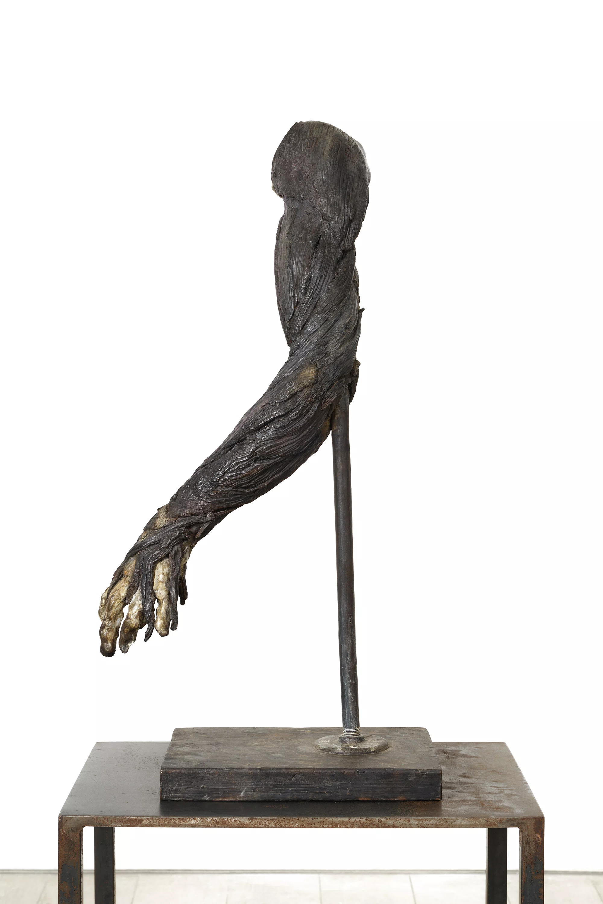 Untitled (Meat Arm) by Kiki Smith