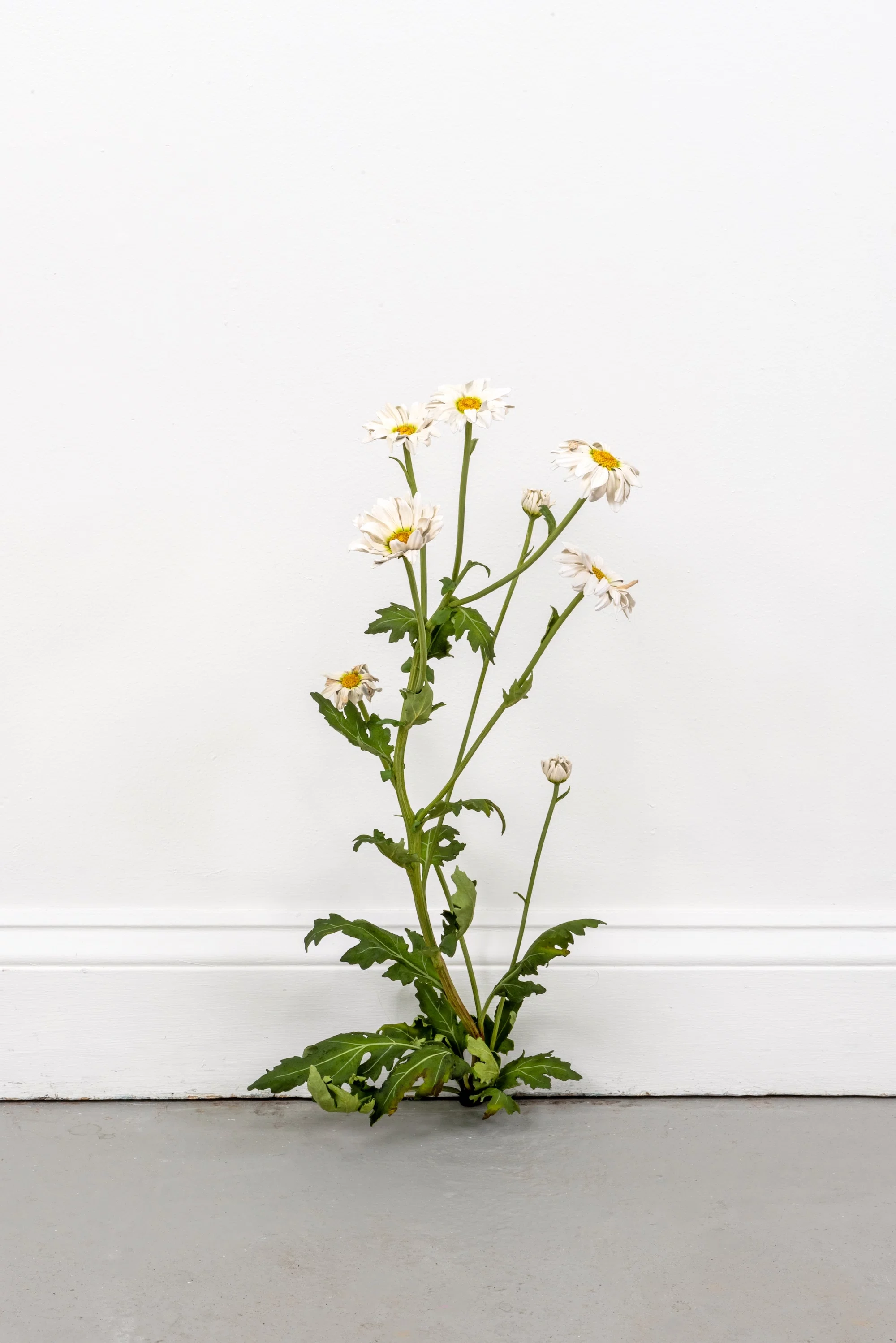 Weed (770) by Tony Matelli